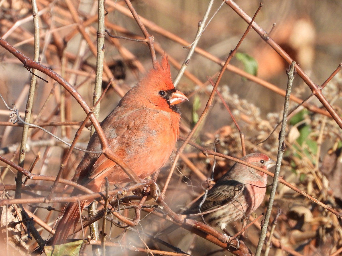 Northern Cardinal - ML646154494