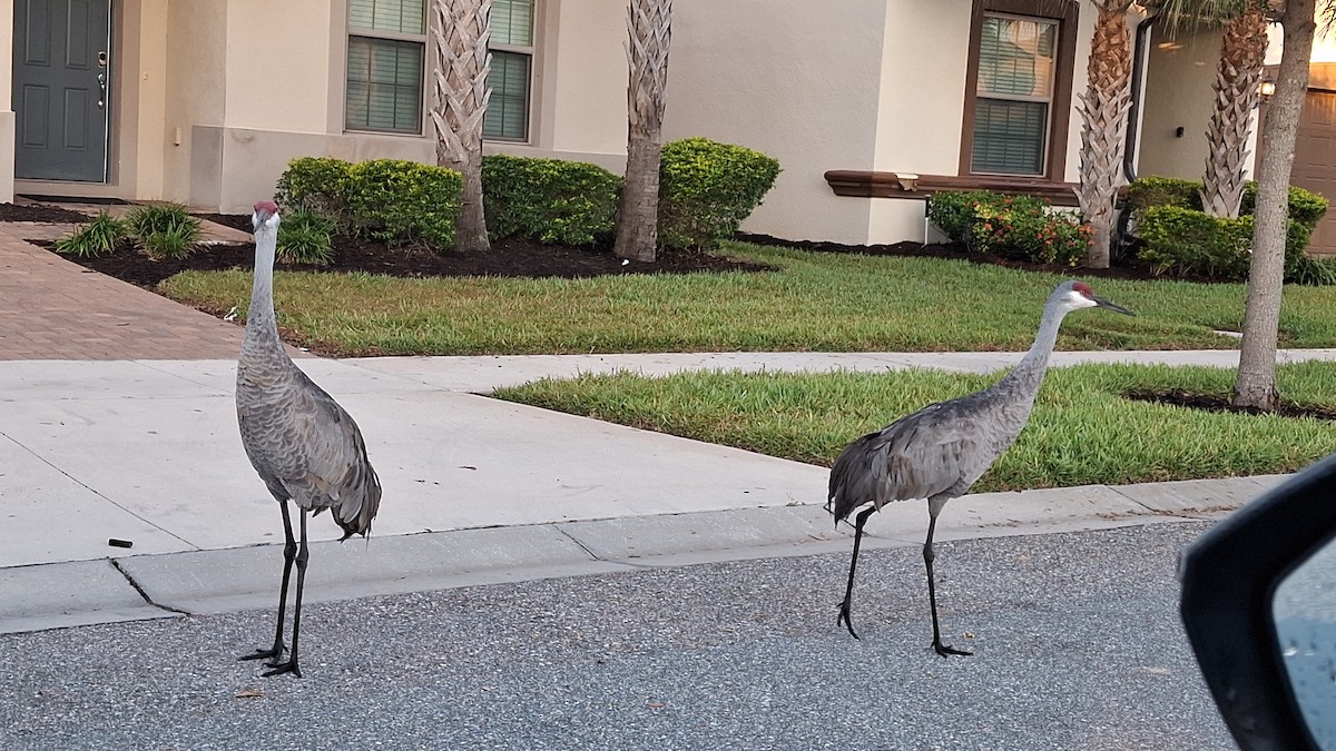 Sandhill Crane - ML646154496