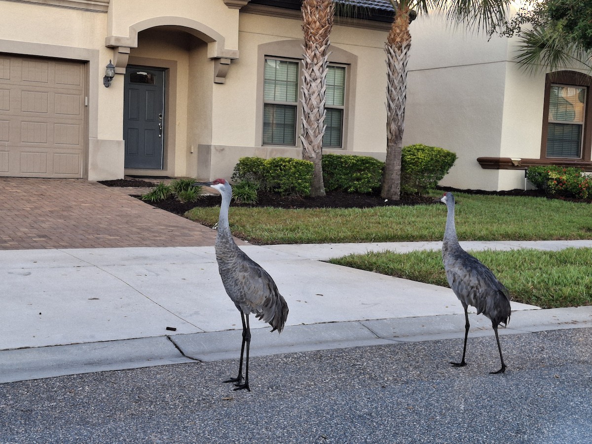 Sandhill Crane - ML646154497