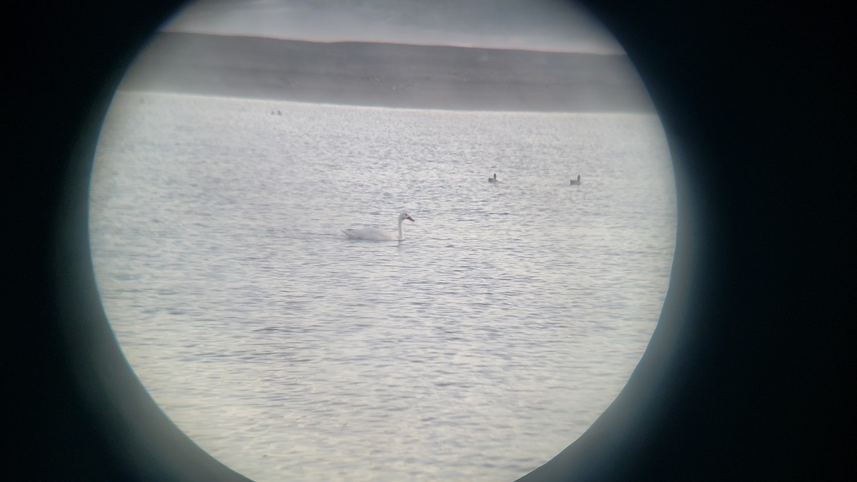 Coscoroba Swan - ML646154501