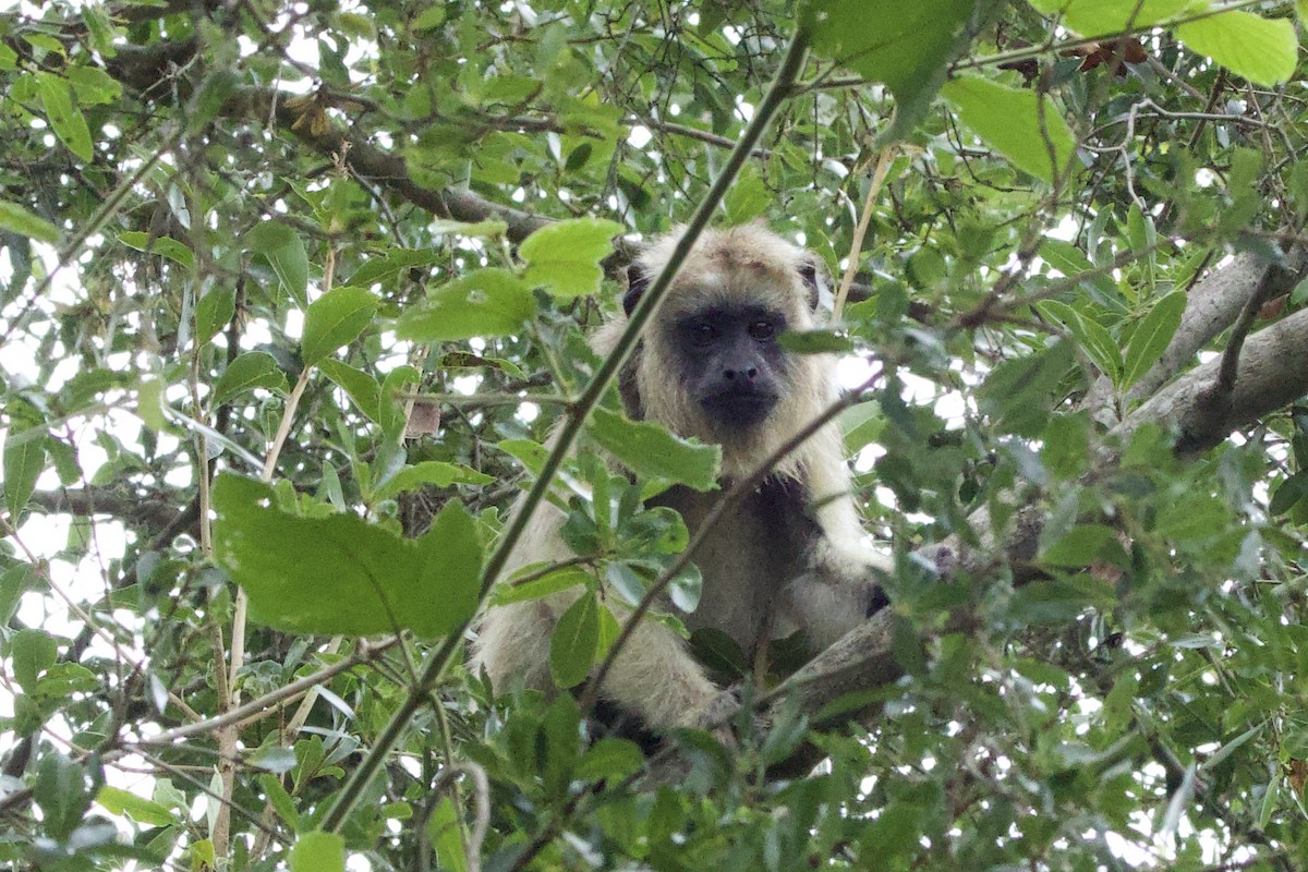 Animals - ML646154503