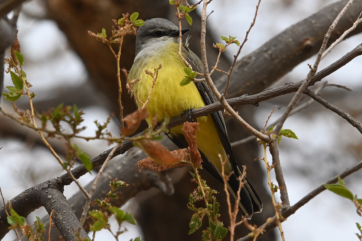 Western Kingbird - ML646154504