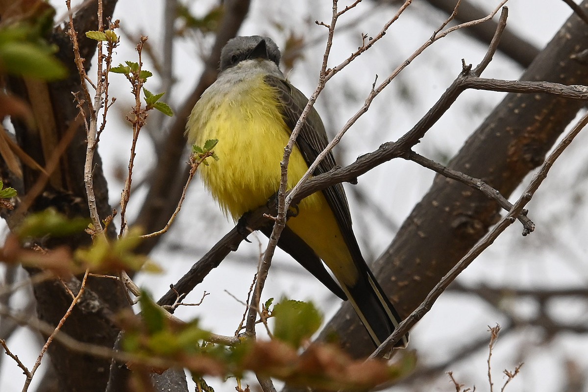 Western Kingbird - ML646154505
