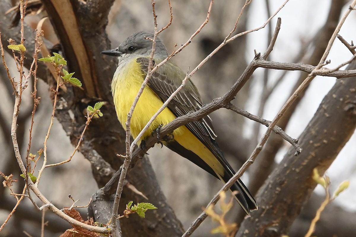 Western Kingbird - ML646154506
