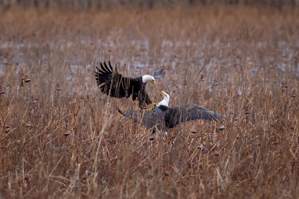 Bald Eagle - ML646154512