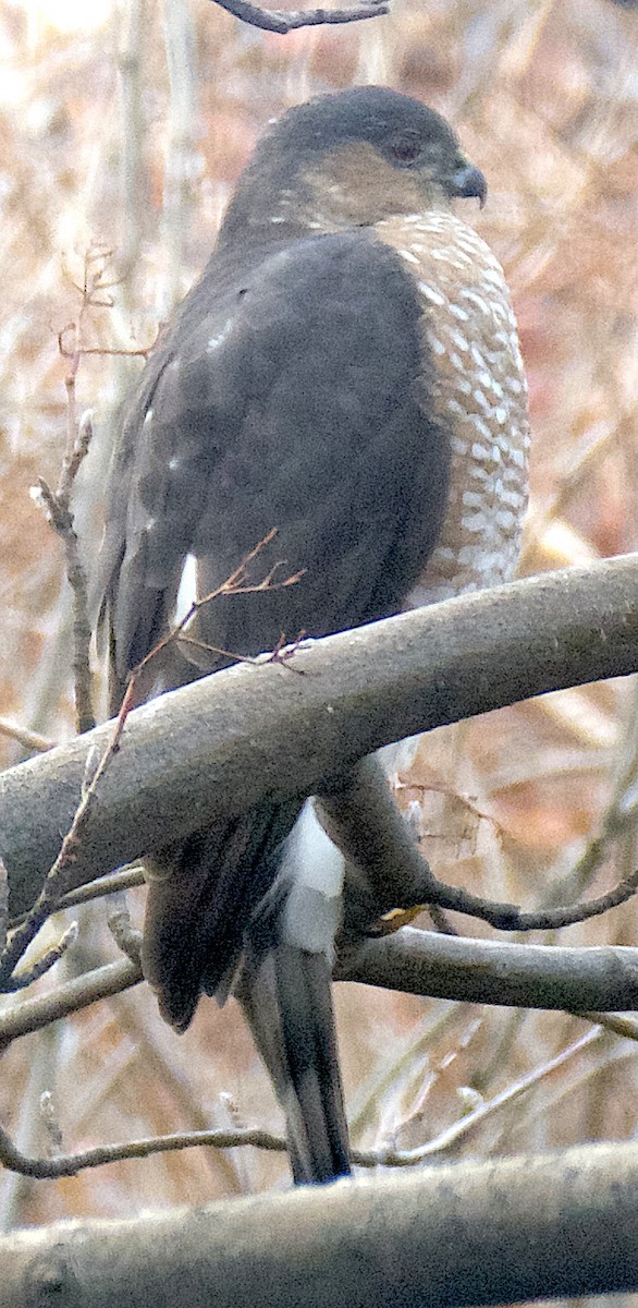Sharp-shinned Hawk (Northern) - ML646154516