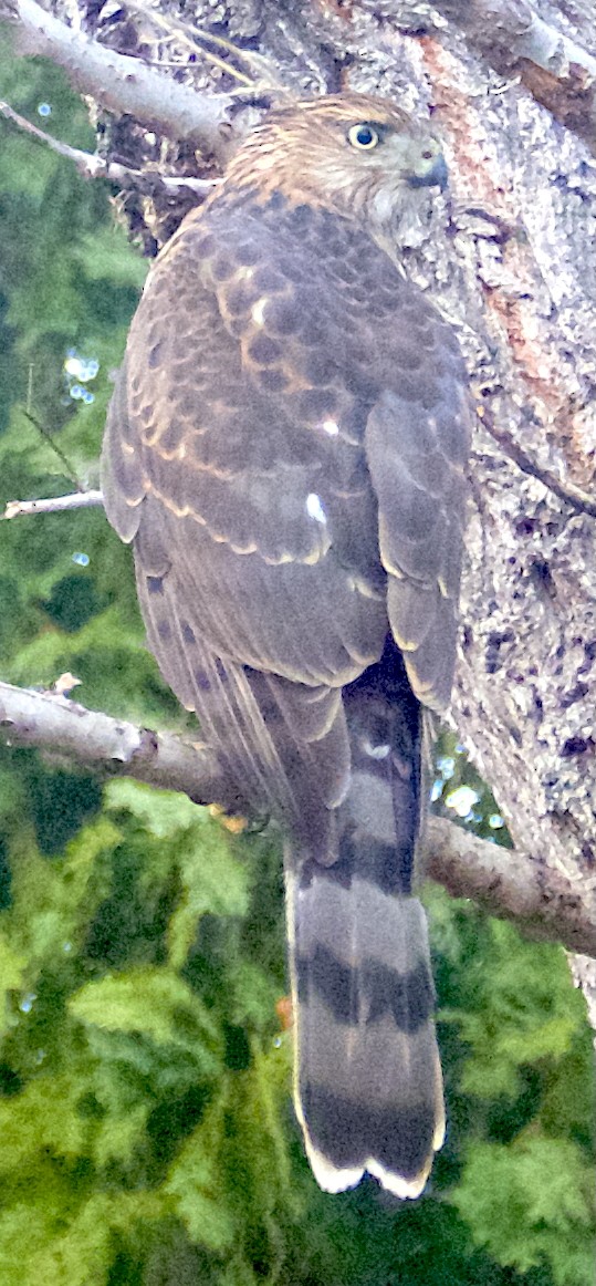 Sharp-shinned Hawk (Northern) - ML646154517