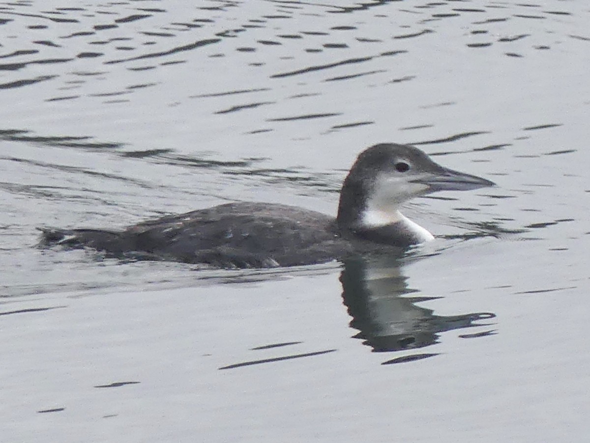 Common Loon - ML646154527