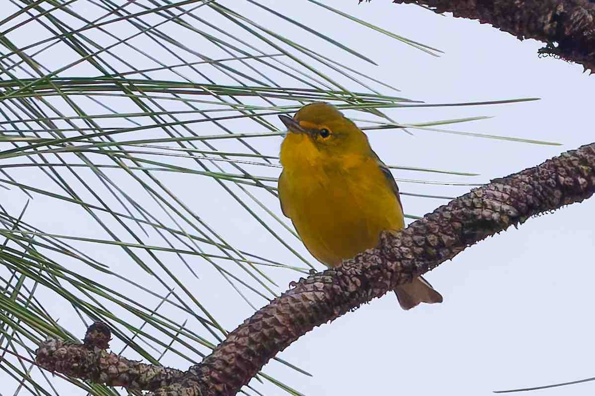 White-eyed Vireo - ML646154528