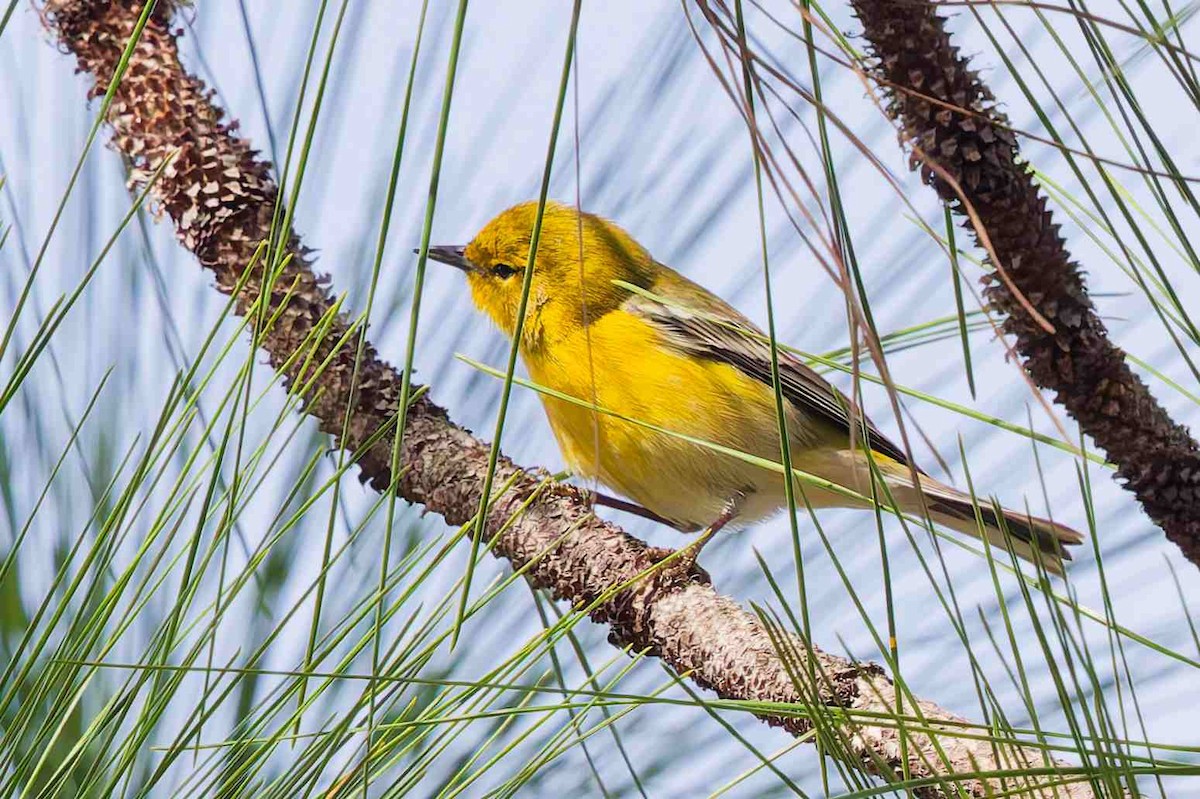 White-eyed Vireo - ML646154529