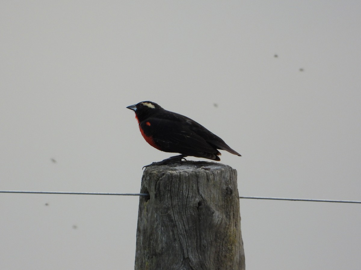 White-browed Meadowlark - ML646154531