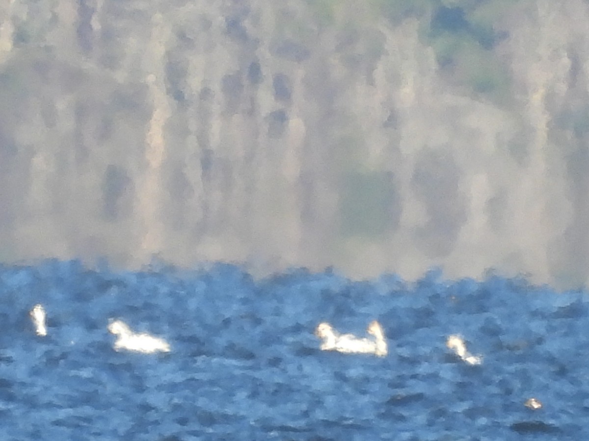 Tundra Swan - ML646154534