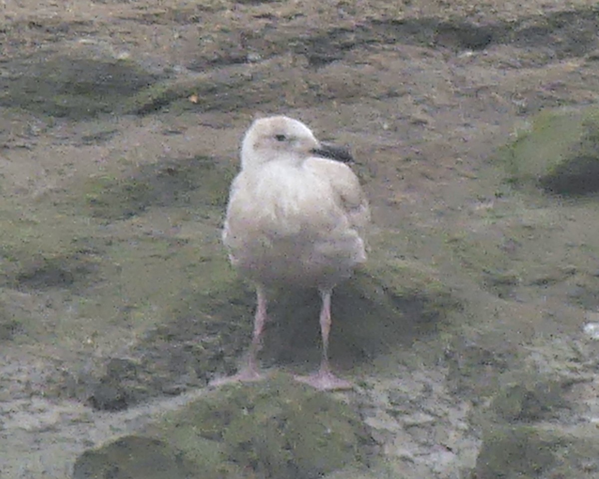 Glaucous-winged Gull - ML646154538