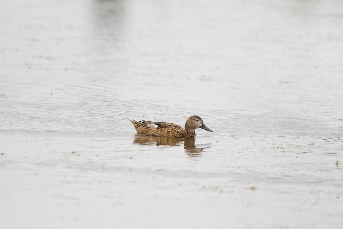 Silver Teal - ML646154540