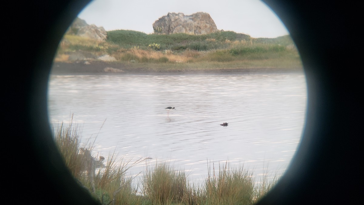 Black-necked Stilt - ML646154542