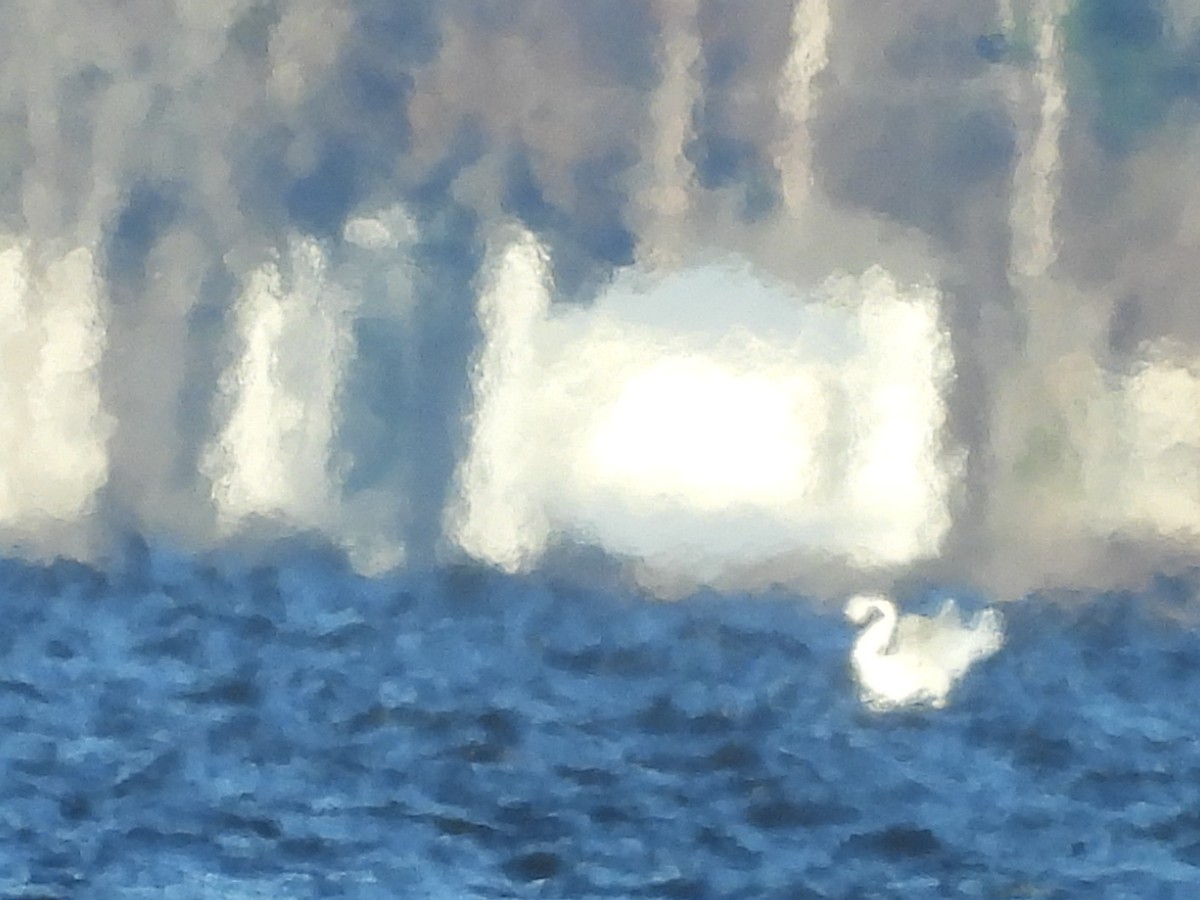 ברבור קטן - ML646154543