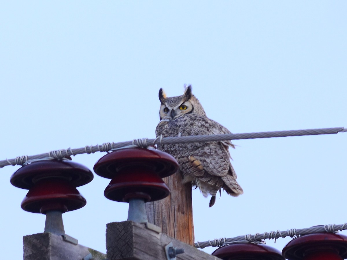 Great Horned Owl - ML646154544