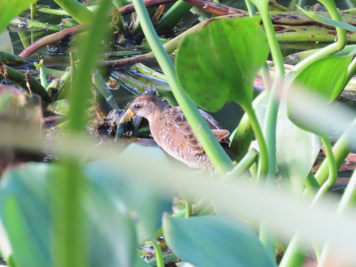 ברודית אמריקנית - ML646154545