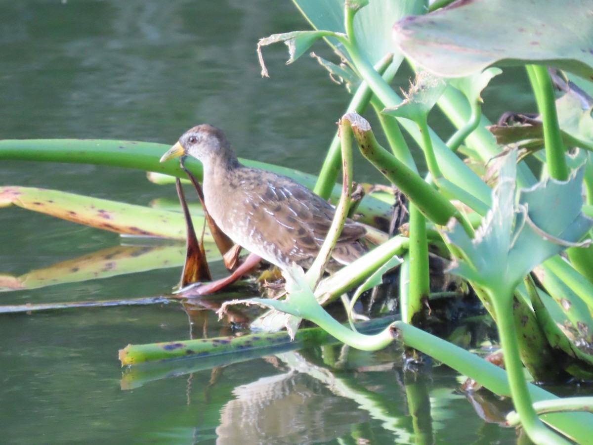 ברודית אמריקנית - ML646154546