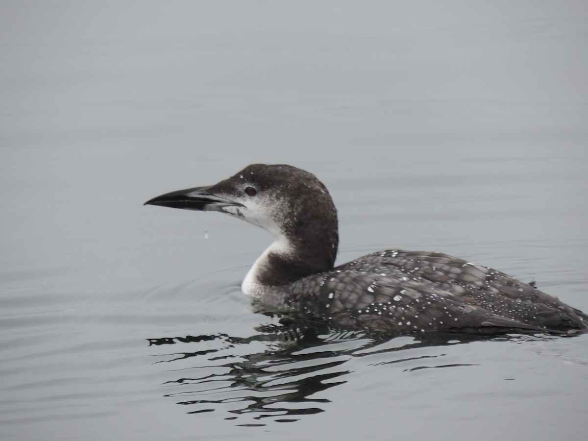 צוללן צפוני - ML646154547