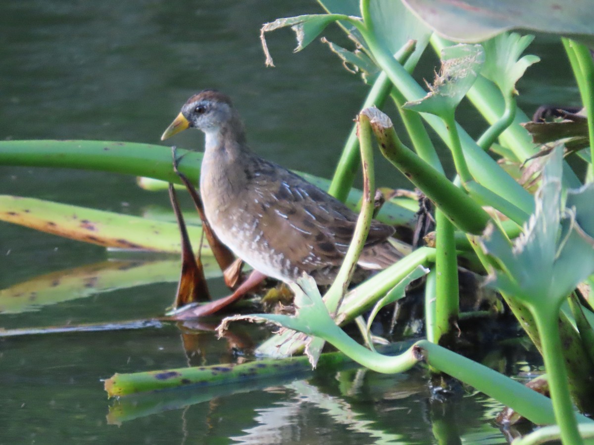 ברודית אמריקנית - ML646154548
