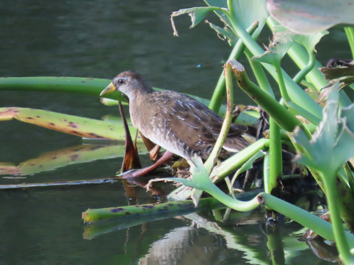ברודית אמריקנית - ML646154549