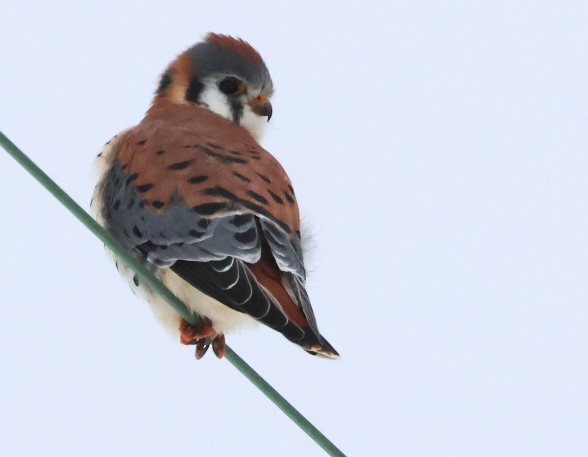 בז אמריקני - ML646154551