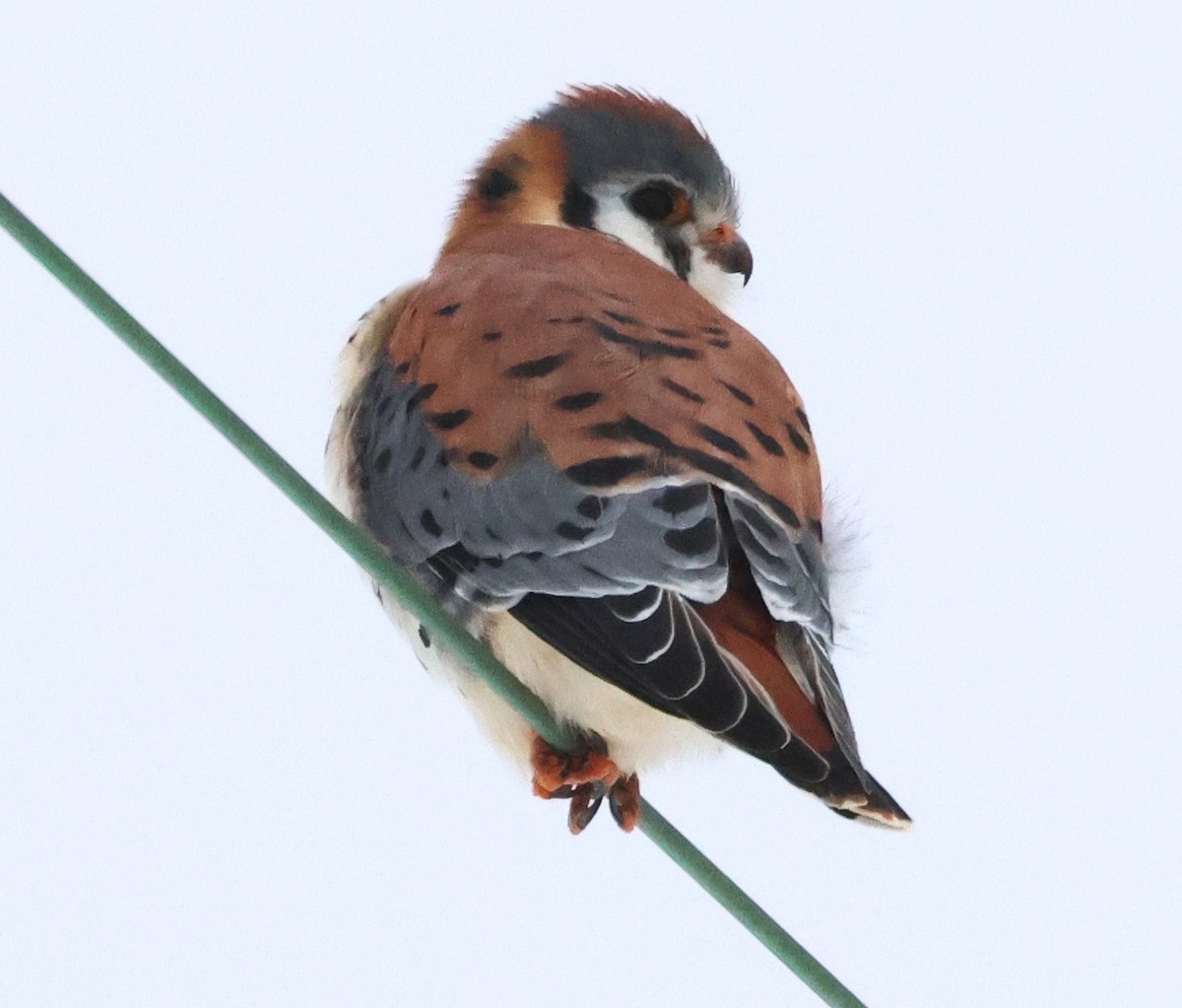 בז אמריקני - ML646154552