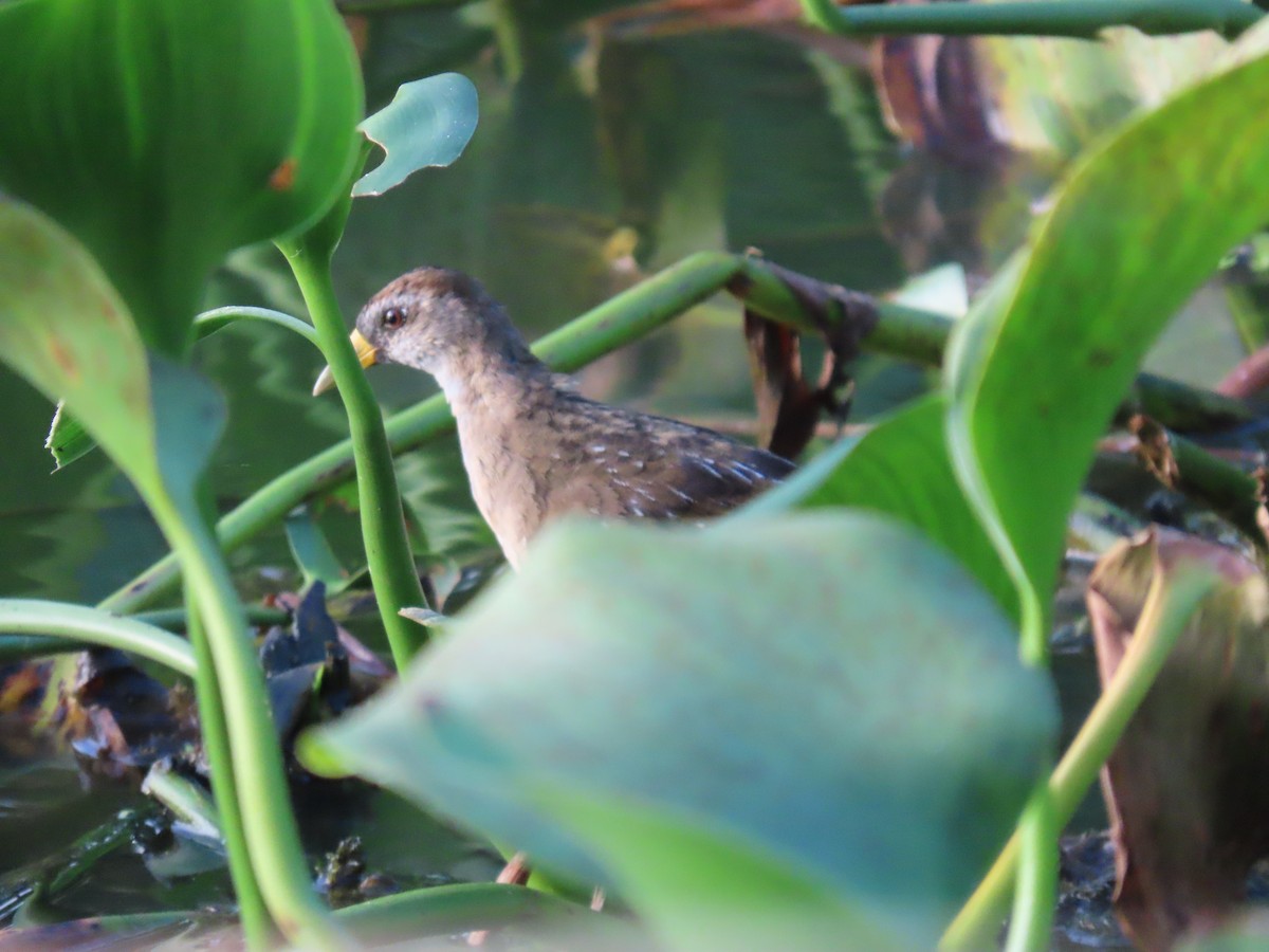 ברודית אמריקנית - ML646154553