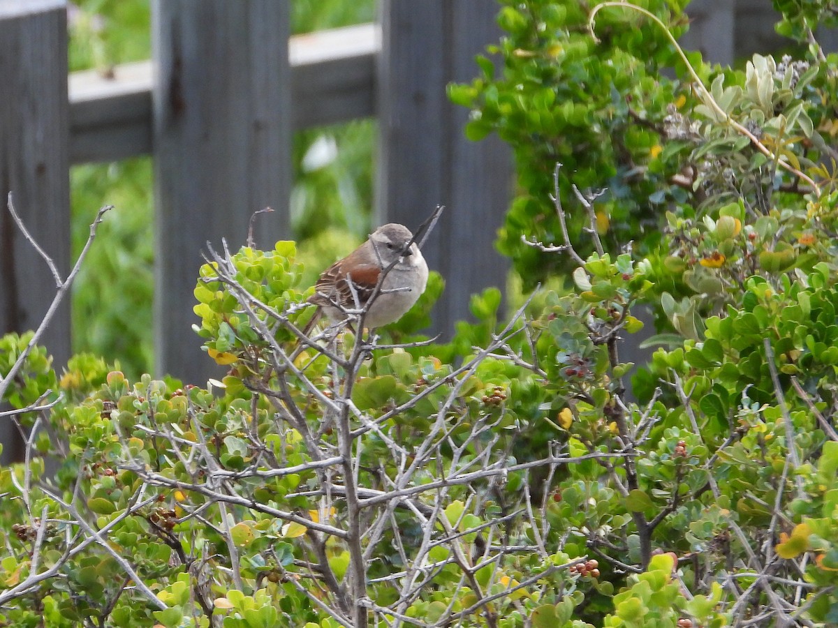 Cape Sparrow - ML646154554