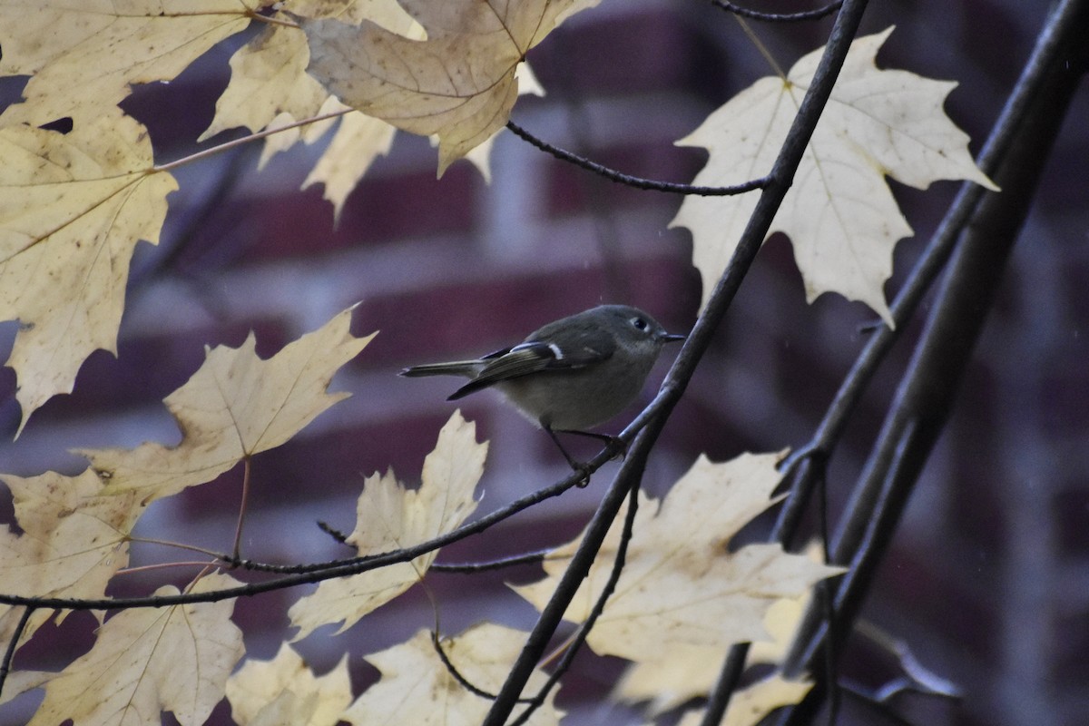 מלכילון אמריקני - ML646154555