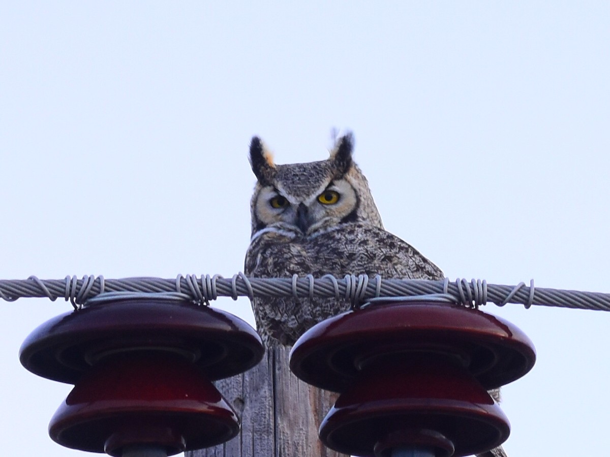 Great Horned Owl - ML646154556