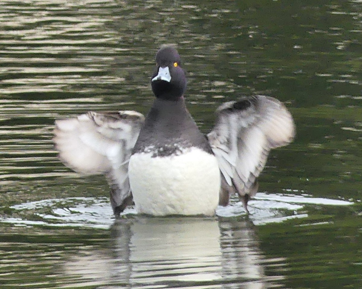 צולל בינוני - ML646154557
