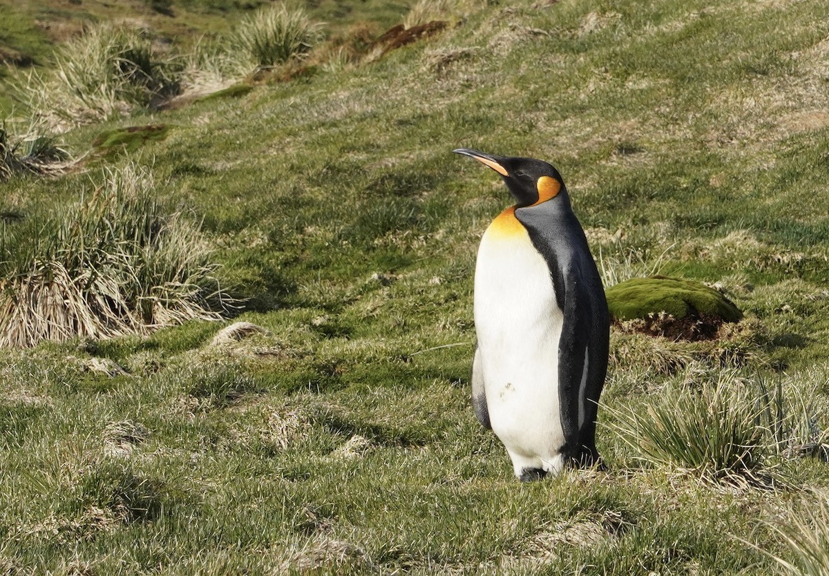 King Penguin - ML646154558