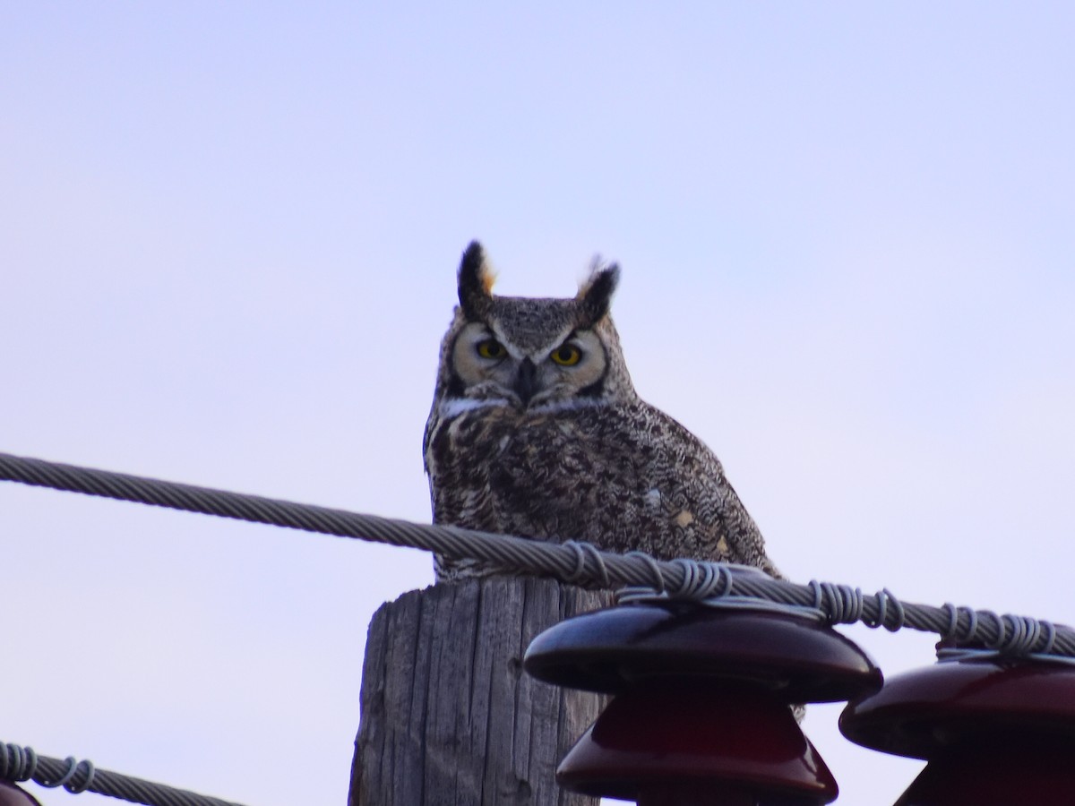 Great Horned Owl - ML646154561