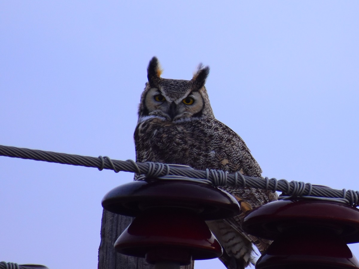 Great Horned Owl - ML646154564