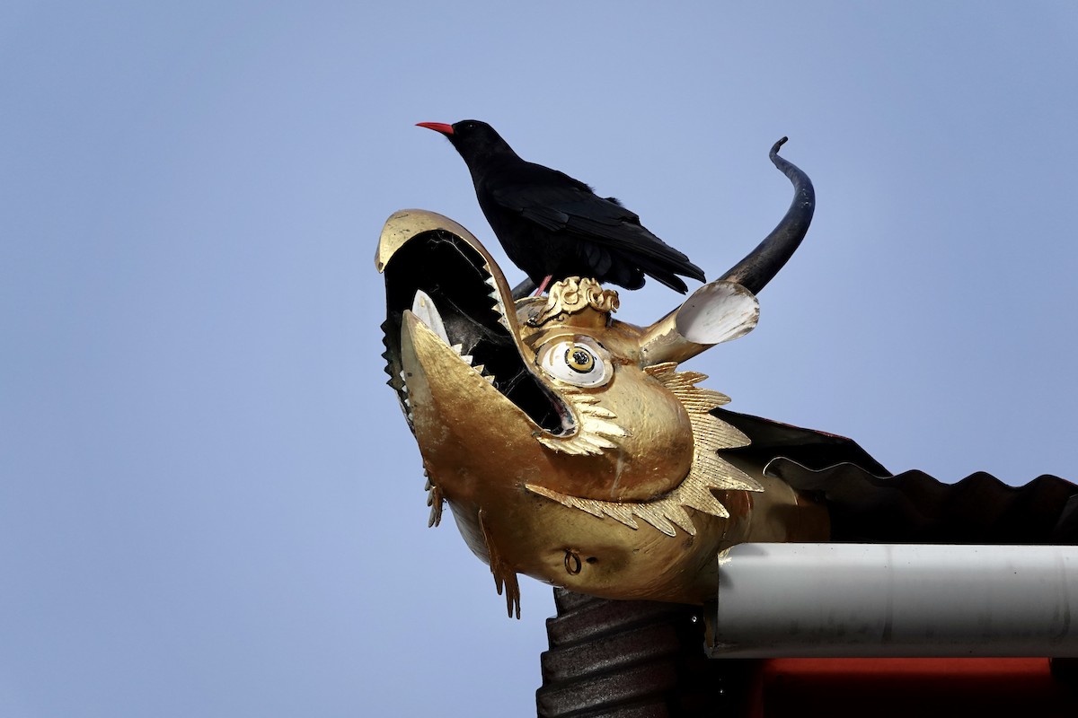 Himalayan Monal - ML646154565