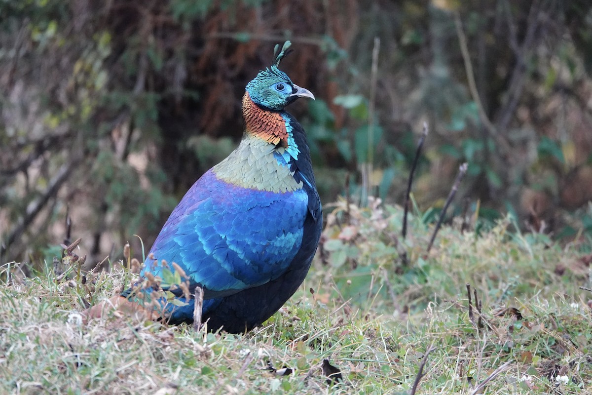 Himalayan Monal - ML646154566