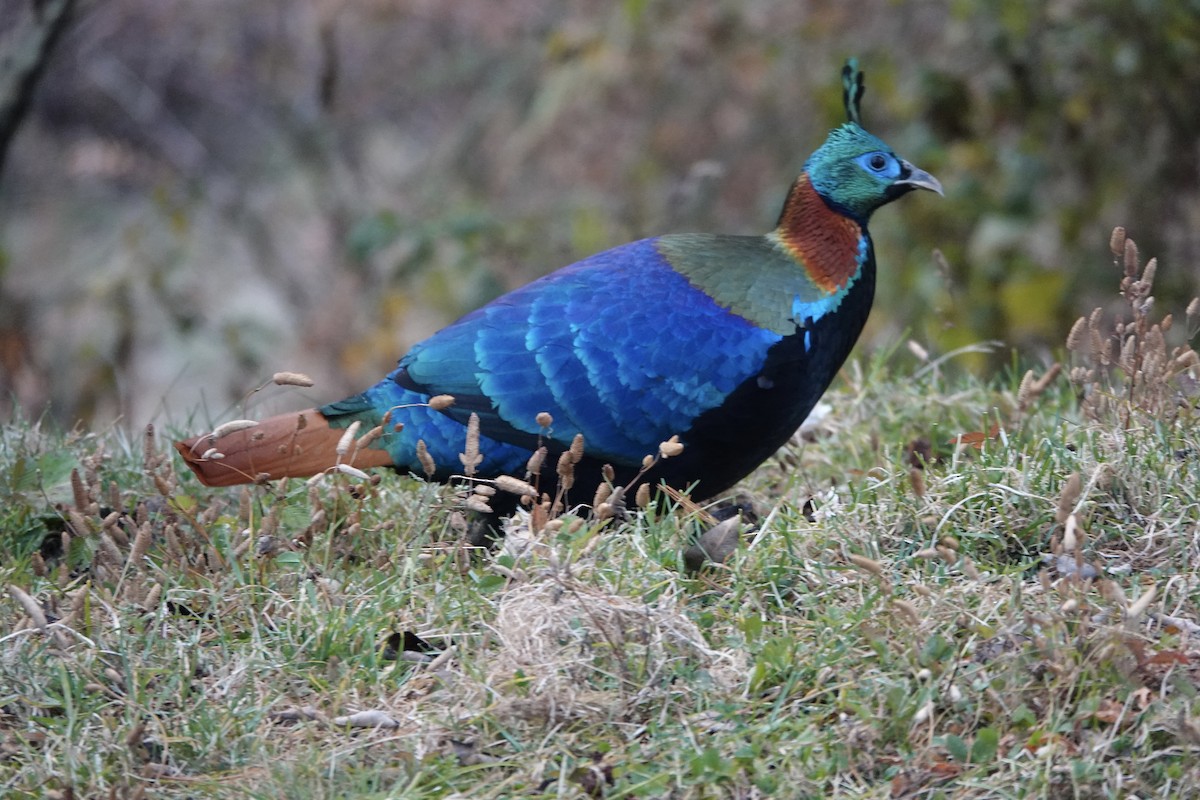 Himalayan Monal - ML646154567