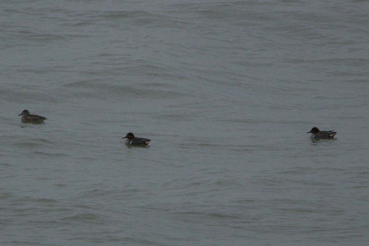 שרשיר - ML646154570