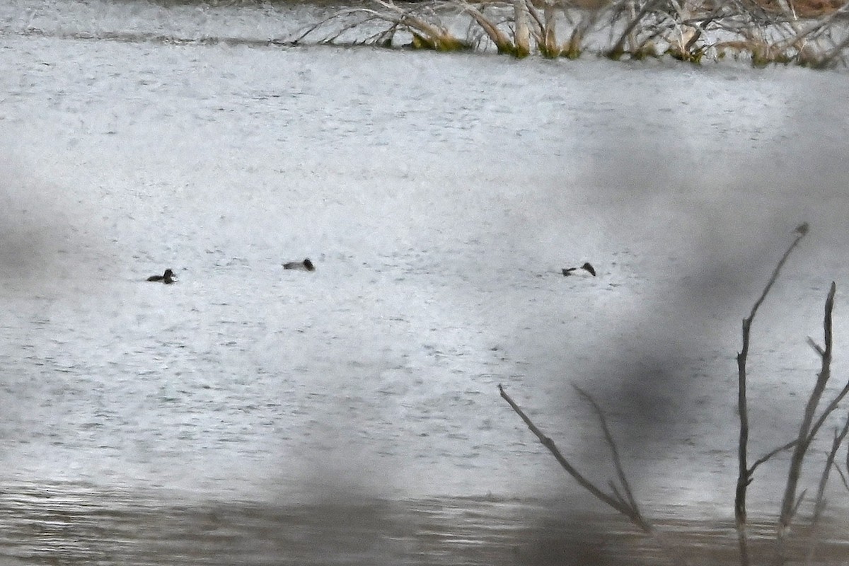 Canvasback - ML646154575