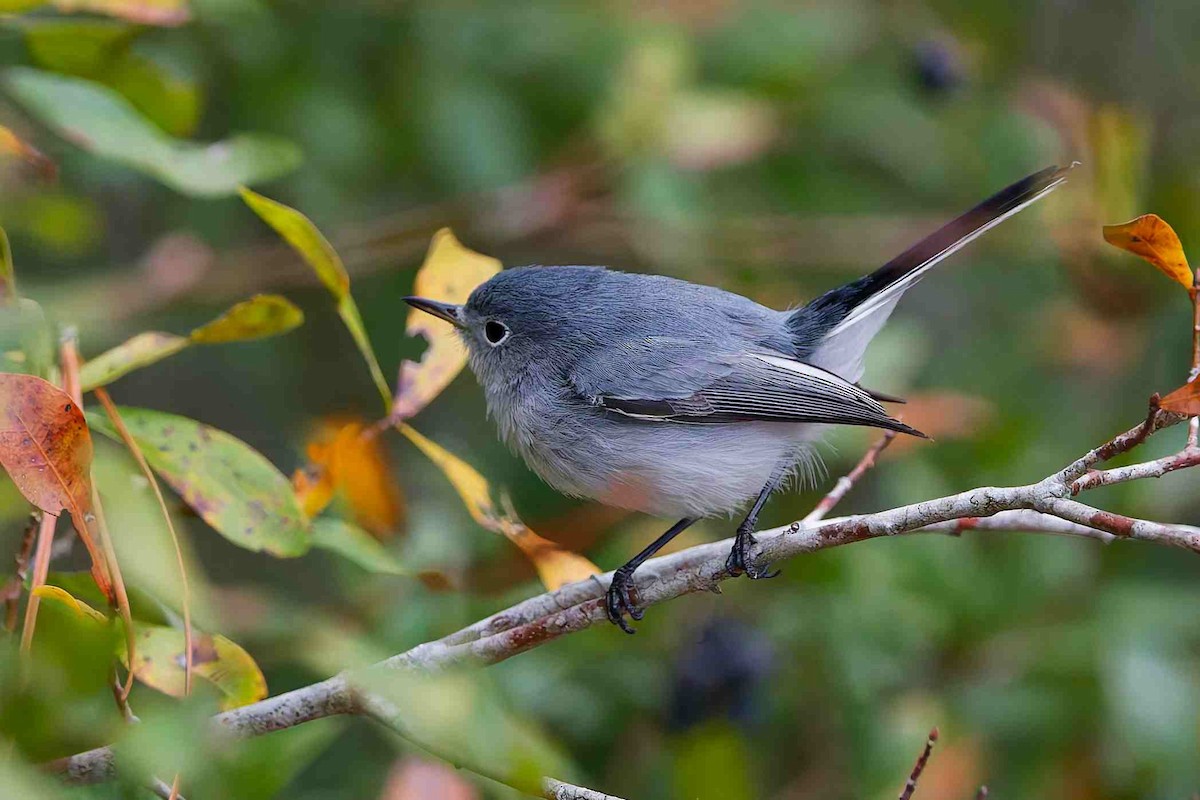 ברחשית כחלחלה - ML646154577
