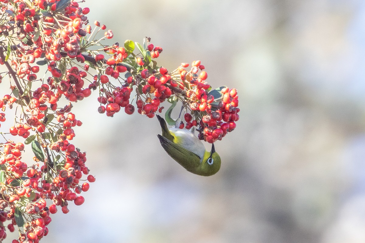 Swinhoe's White-eye - ML646154581