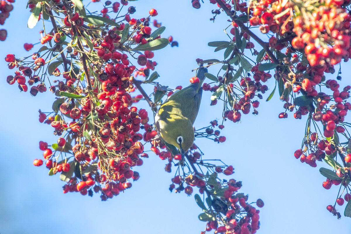 Swinhoe's White-eye - ML646154582
