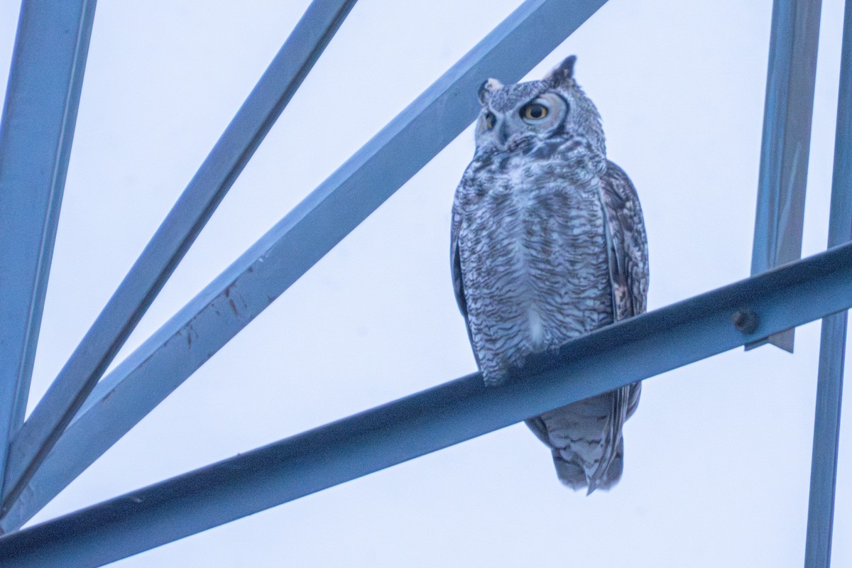 Great Horned Owl - ML646154586