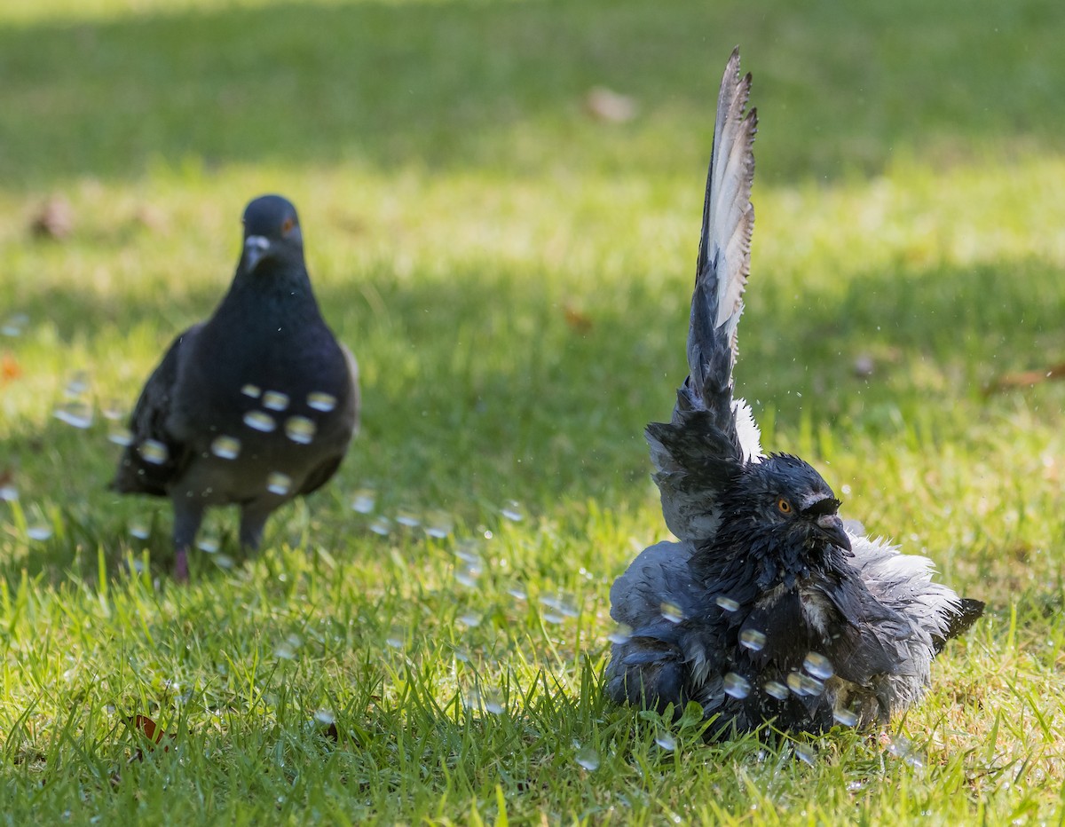 holub skalní (domácí) - ML646154589