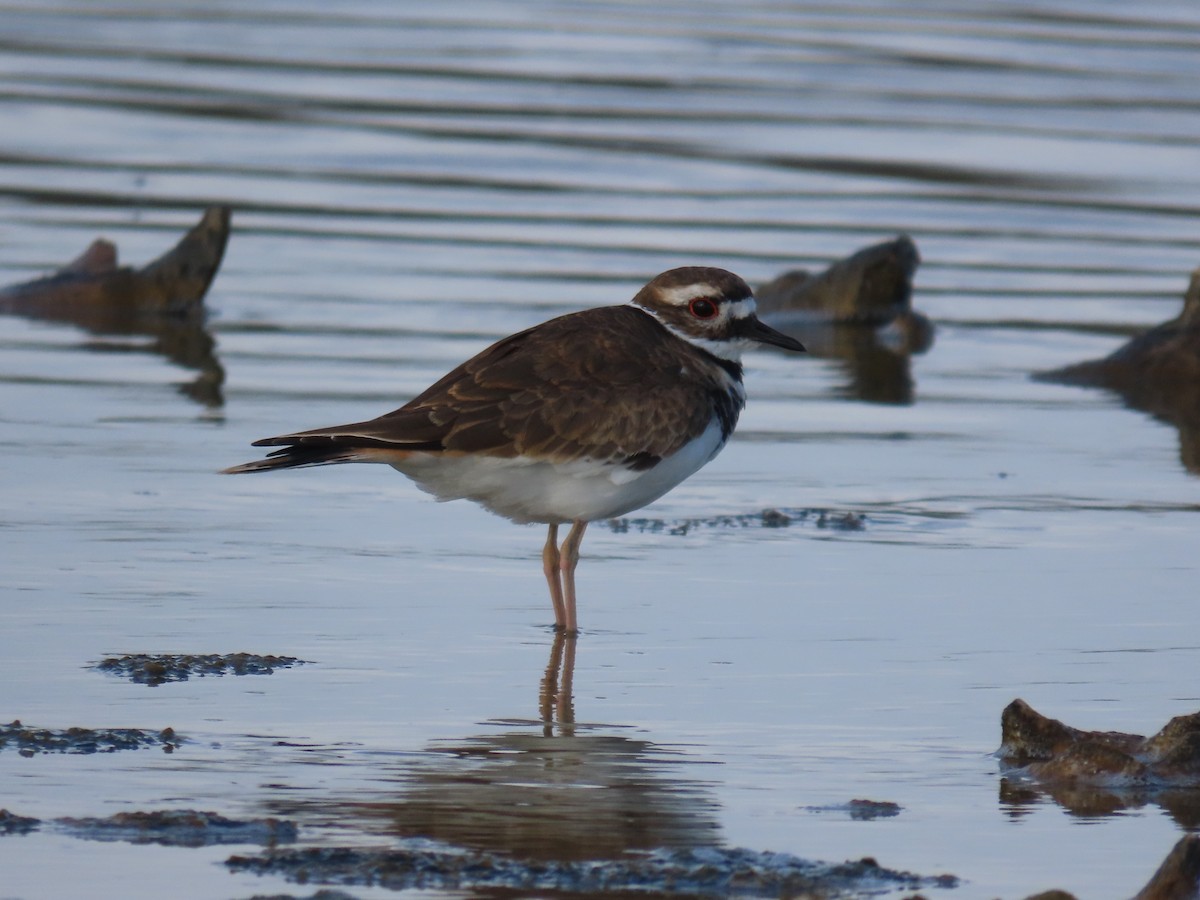 Kildir txirritxoa - ML646154592