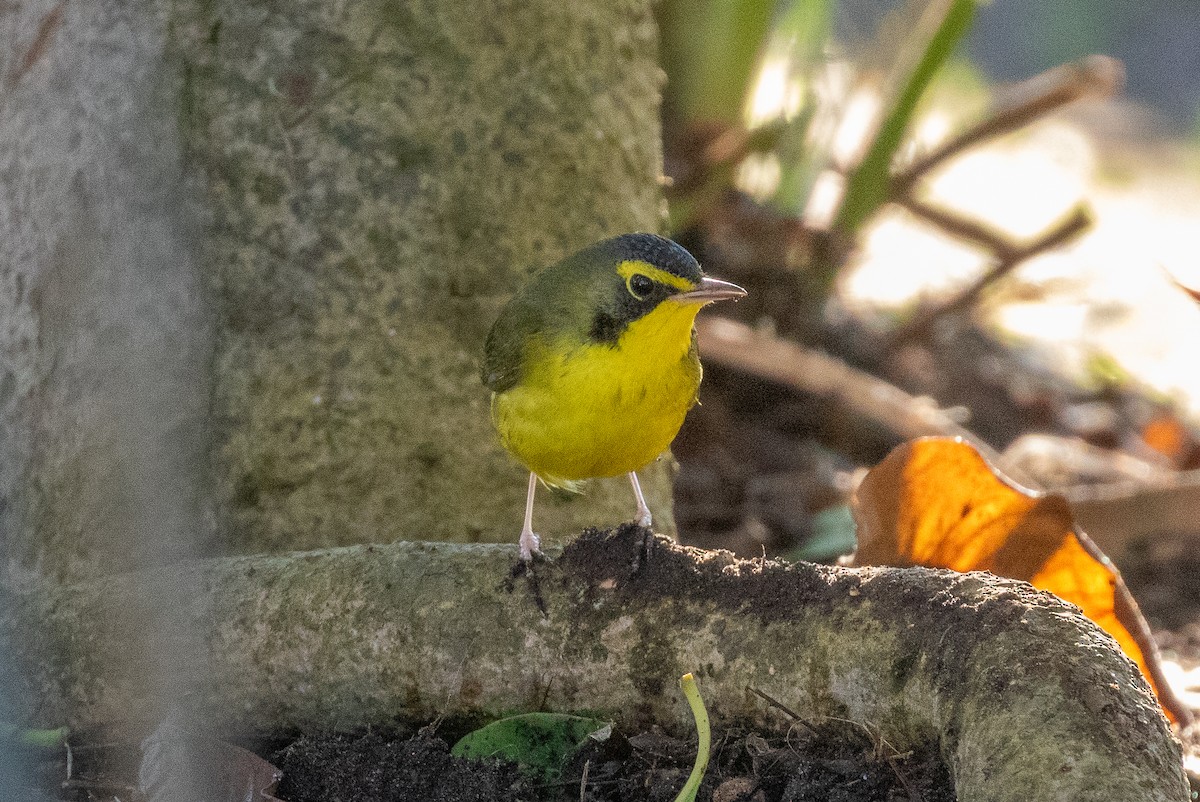 Kentucky Warbler - ML646154593