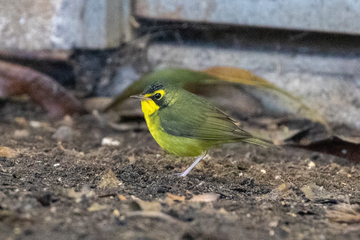 Kentucky Warbler - ML646154594