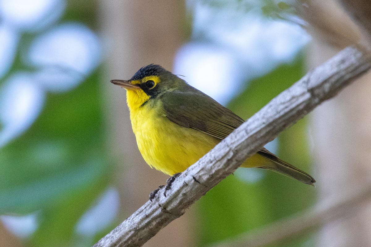 Kentucky Warbler - ML646154595